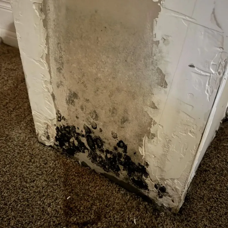Professional Mold Removal in Columbus, WI